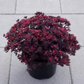 sedum PLUM DAZZLED purple stonecrop succulent groundcover hardy perennial = 1 Potted Garden Plant