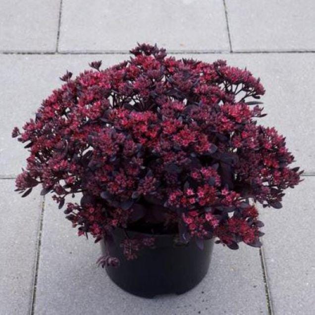 sedum PLUM DAZZLED purple stonecrop succulent groundcover hardy perennial = 1 Potted Garden Plant