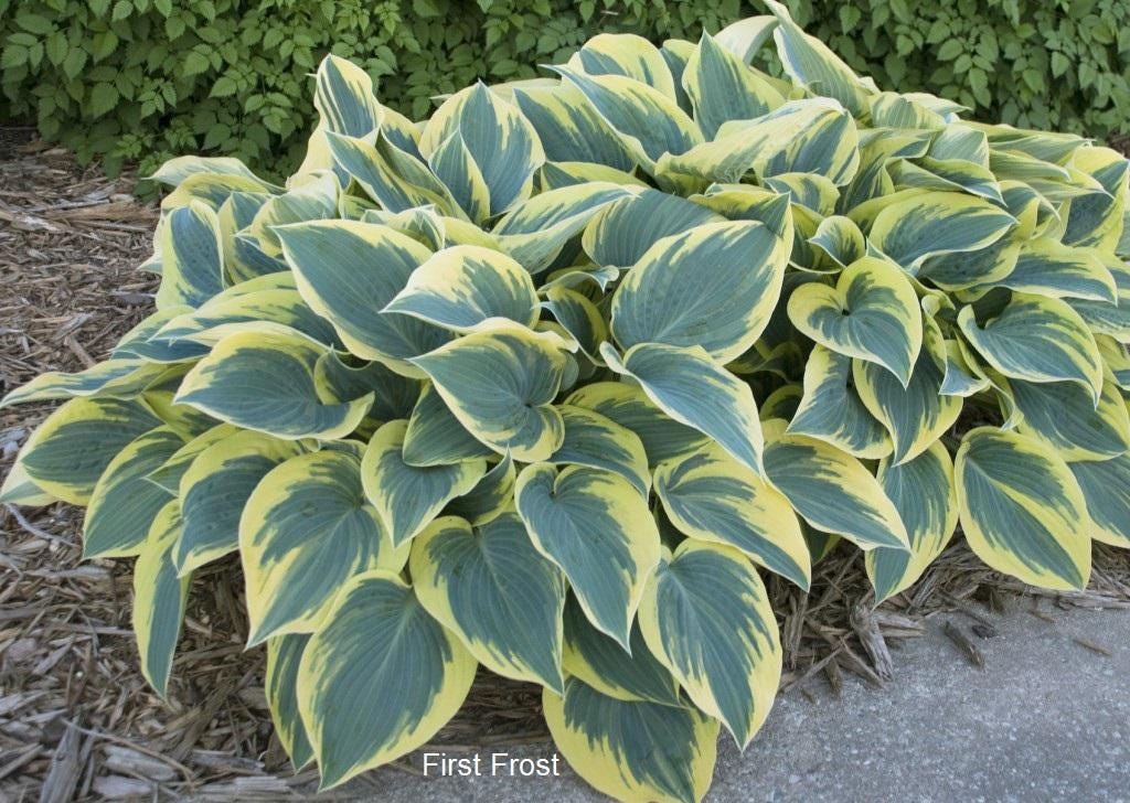 hosta FIRST FROST medium blue hostas thick yellow slug resistant easy sale shade perennial = 1 Potted Garden Plant