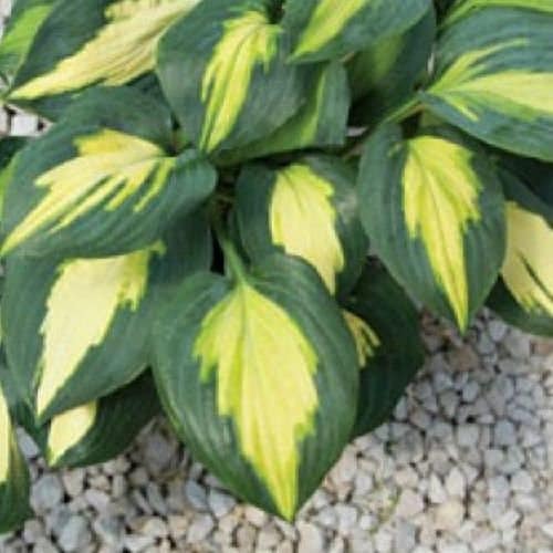 hosta SMASH HIT small rare colorful orange disease-free = 1 Live Potted Plant