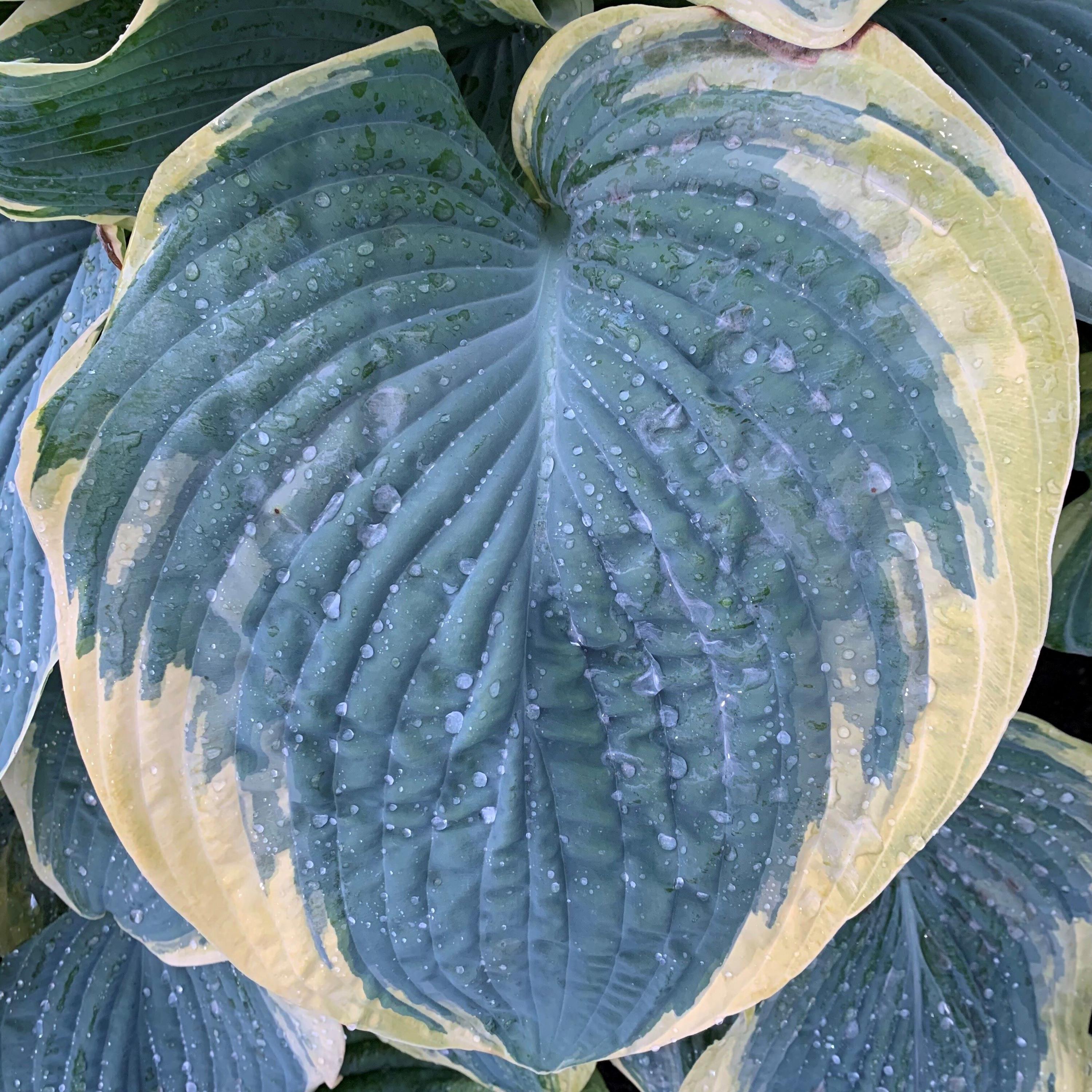 hosta GIGANT0SAURUS large new rare thick Proven Winners corrugated perennial = 1 Potted Garden Plant