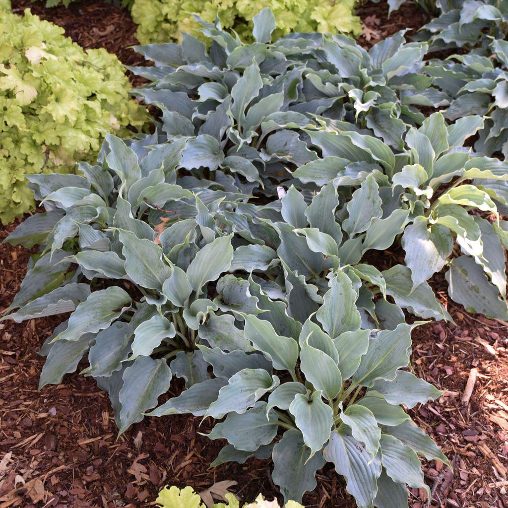 hosta WATERSLIDE small blue Shadowlands healthy wavy ruffled rippled perennial = 1 Potted Garden Plant