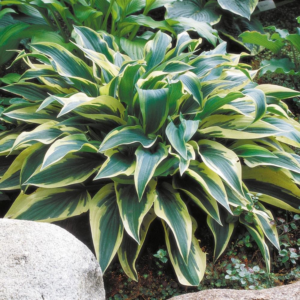 hosta WOLVERINE medium thick wedge shaped shiny leaves shade perennial = 1 Potted Garden Plant