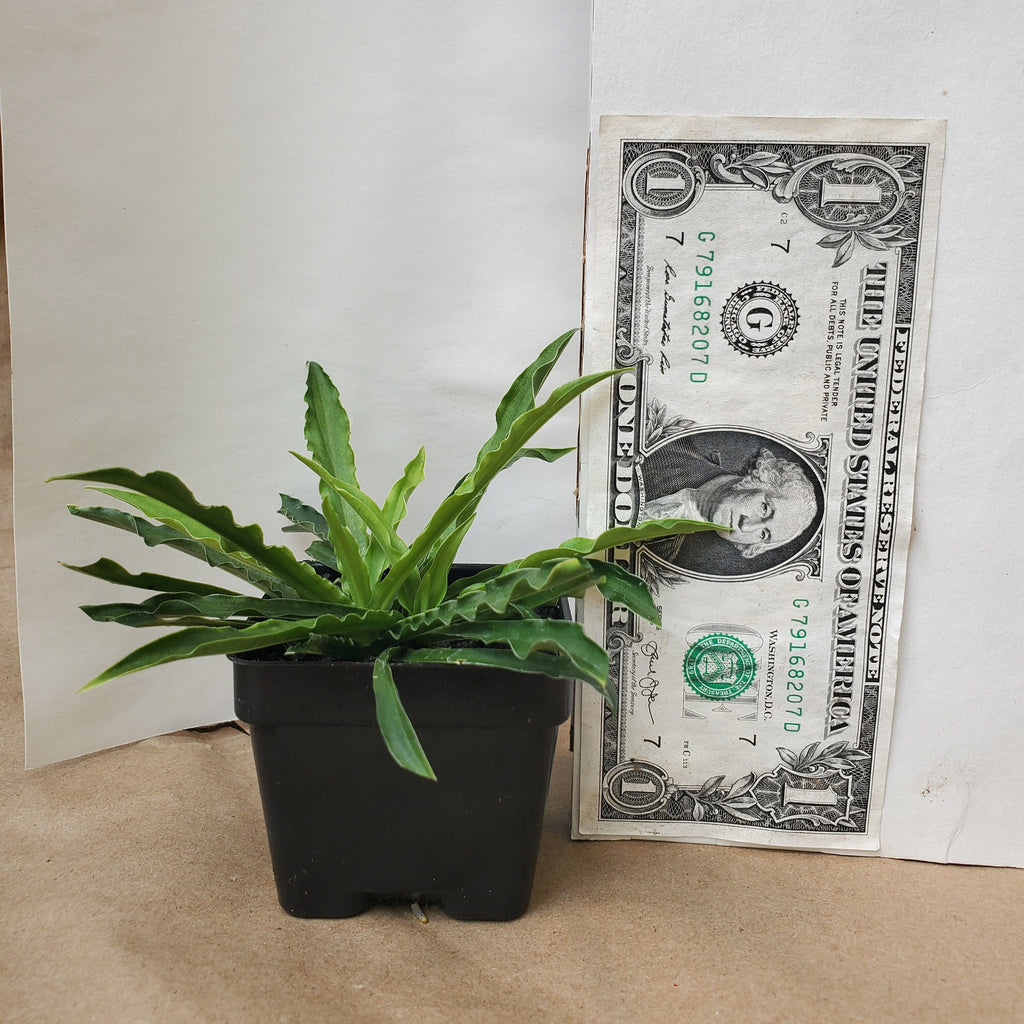 hosta LITTLE SQUIRT mini new wavy rippled long narrow folded rare perennial = 1 Potted Garden Plant