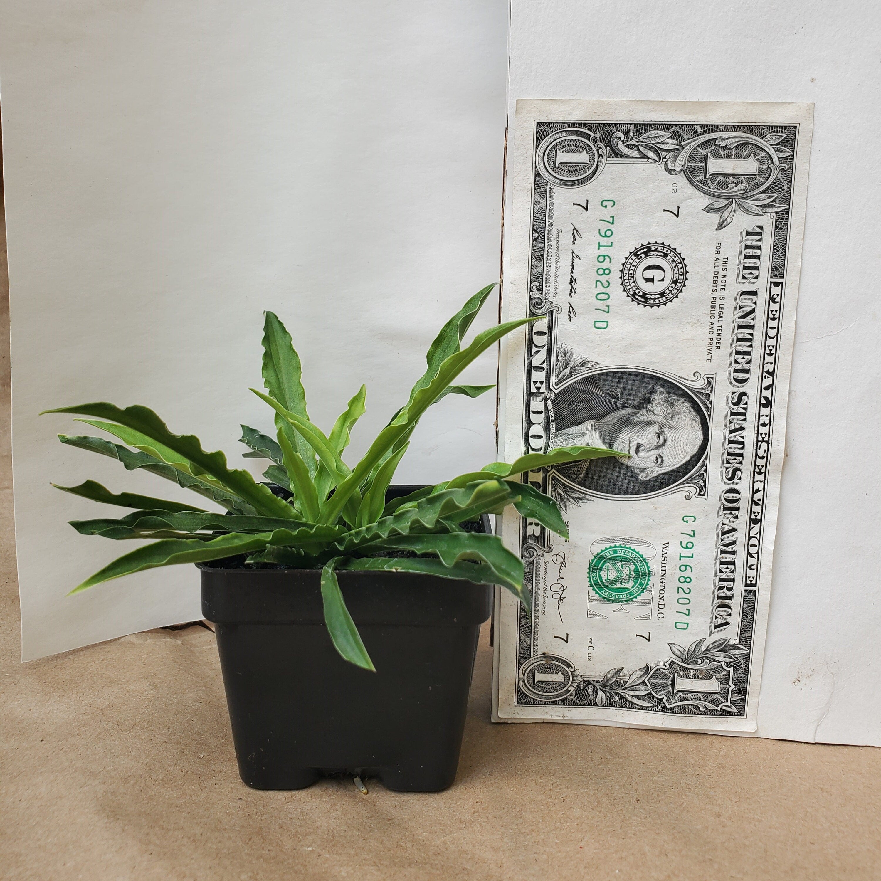 hosta LITTLE SQUIRT mini new small tiny wavy rippled long narrow folded rare perennial = 1 Potted Garden Plant