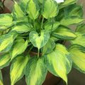 hosta SISTER ACT medium thick colorful white flowers corrugated = 1 Potted Garden Plant