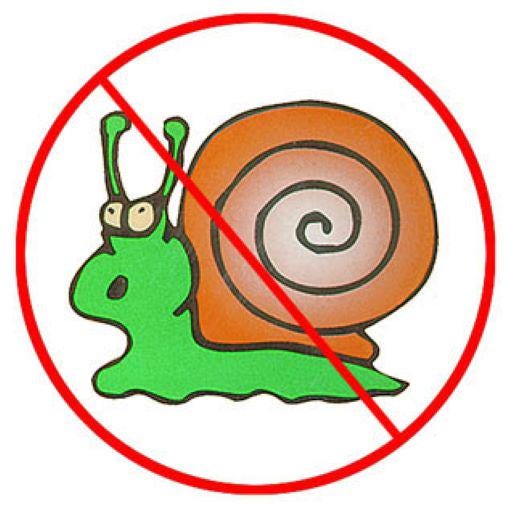 hosta RAINFOREST SUNRISE small hostas of the year thick easy gold sale shade perennial = 1 Potted Garden Plant