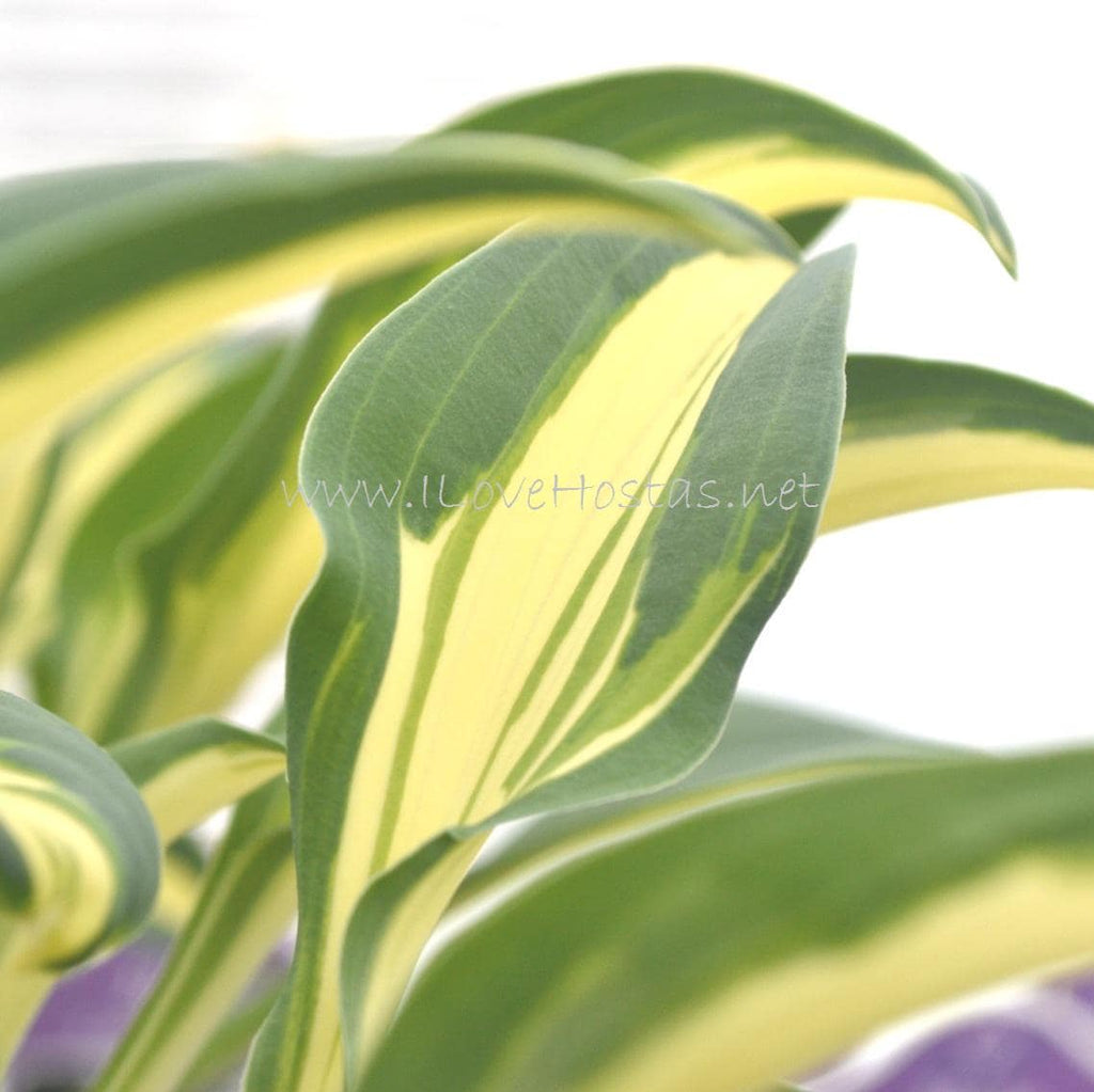 hosta LITTLE TREASURE mini blue-green rare little perennial = 1 Potted Garden Plant