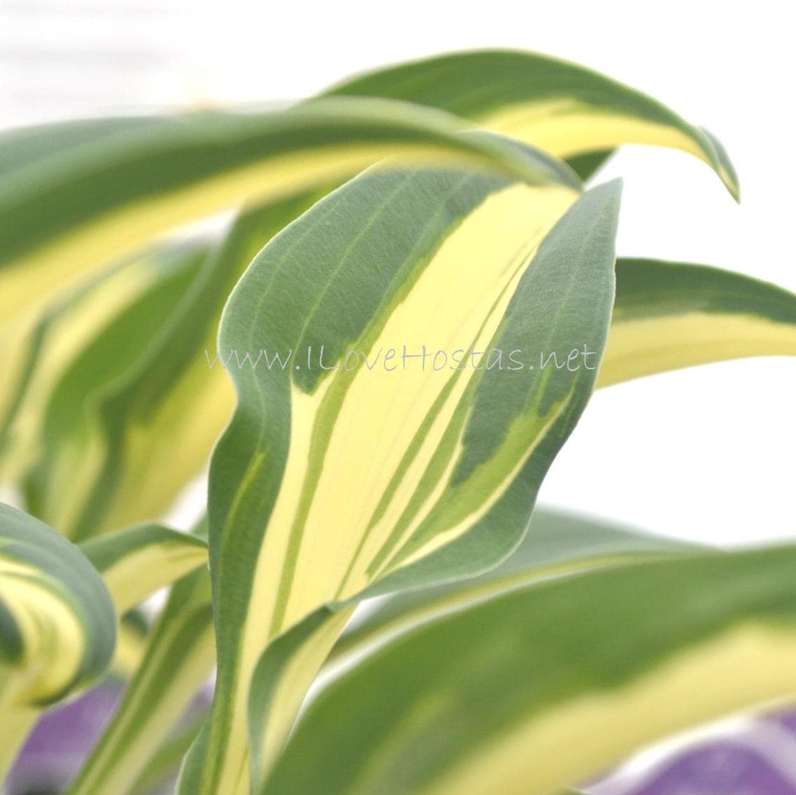 hosta LITTLE TREASURE mini blue-green tiny thick rare little perennial = 1 Potted Garden Plant