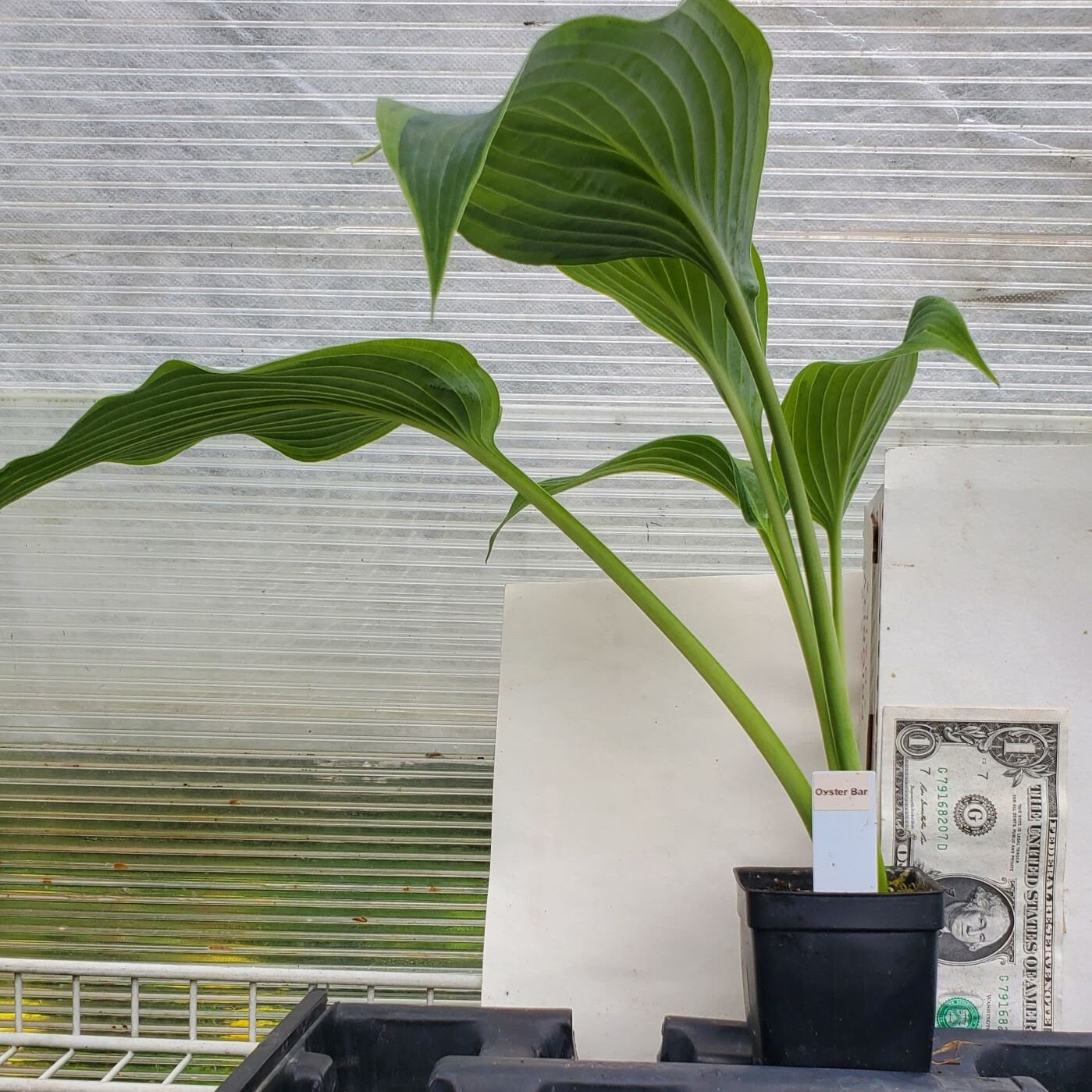 hosta OYSTER BAR medium new rare perennial = 1 Potted Garden Plant