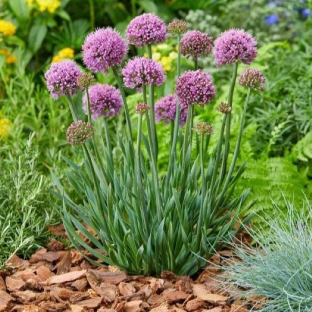 allium LITTLE SAPPHIRE ornamental onion compact nodding hardy perennial = 1 Potted Garden Plant