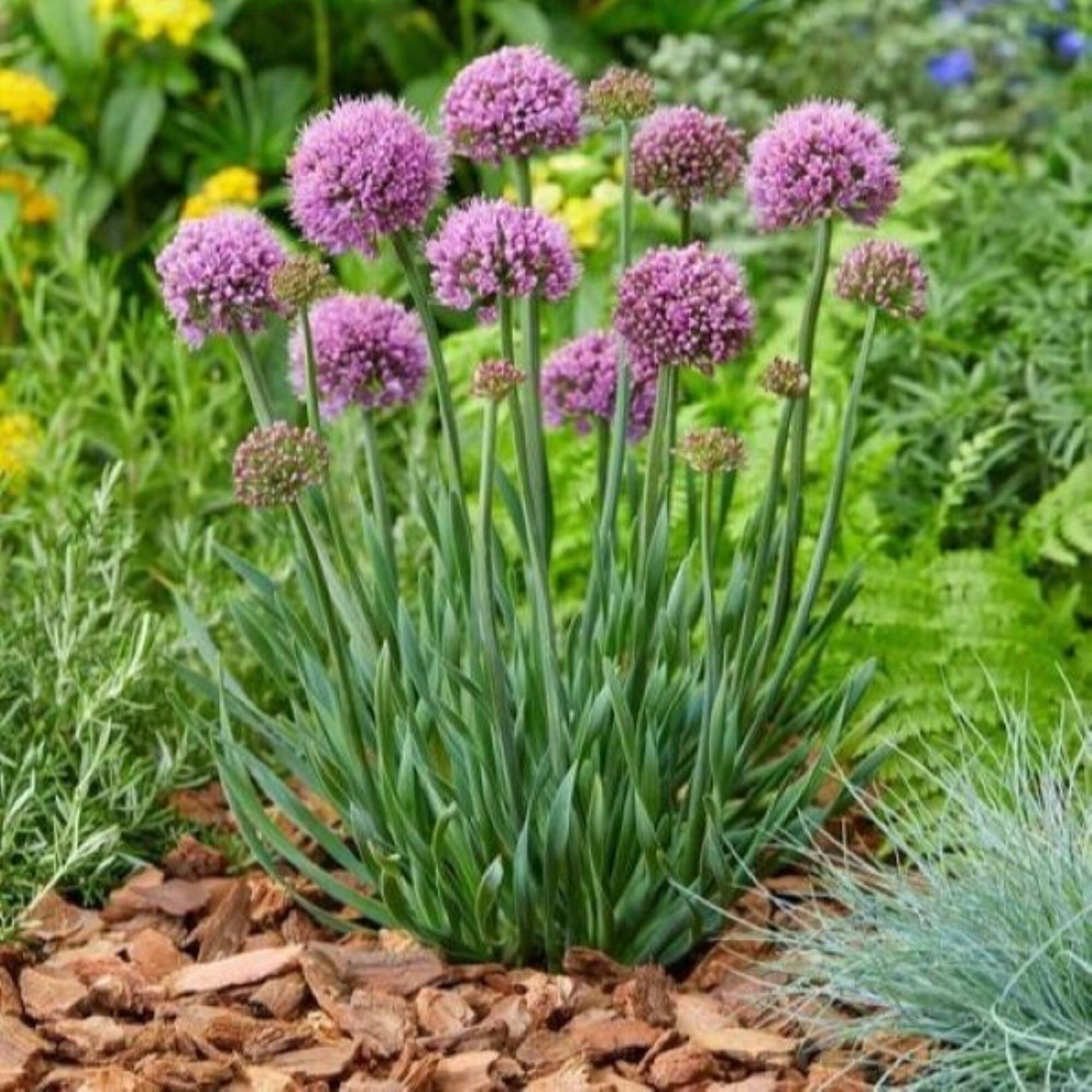 allium LITTLE SAPPHIRE ornamental onion compact nodding hardy perennial = 1 Potted Garden Plant