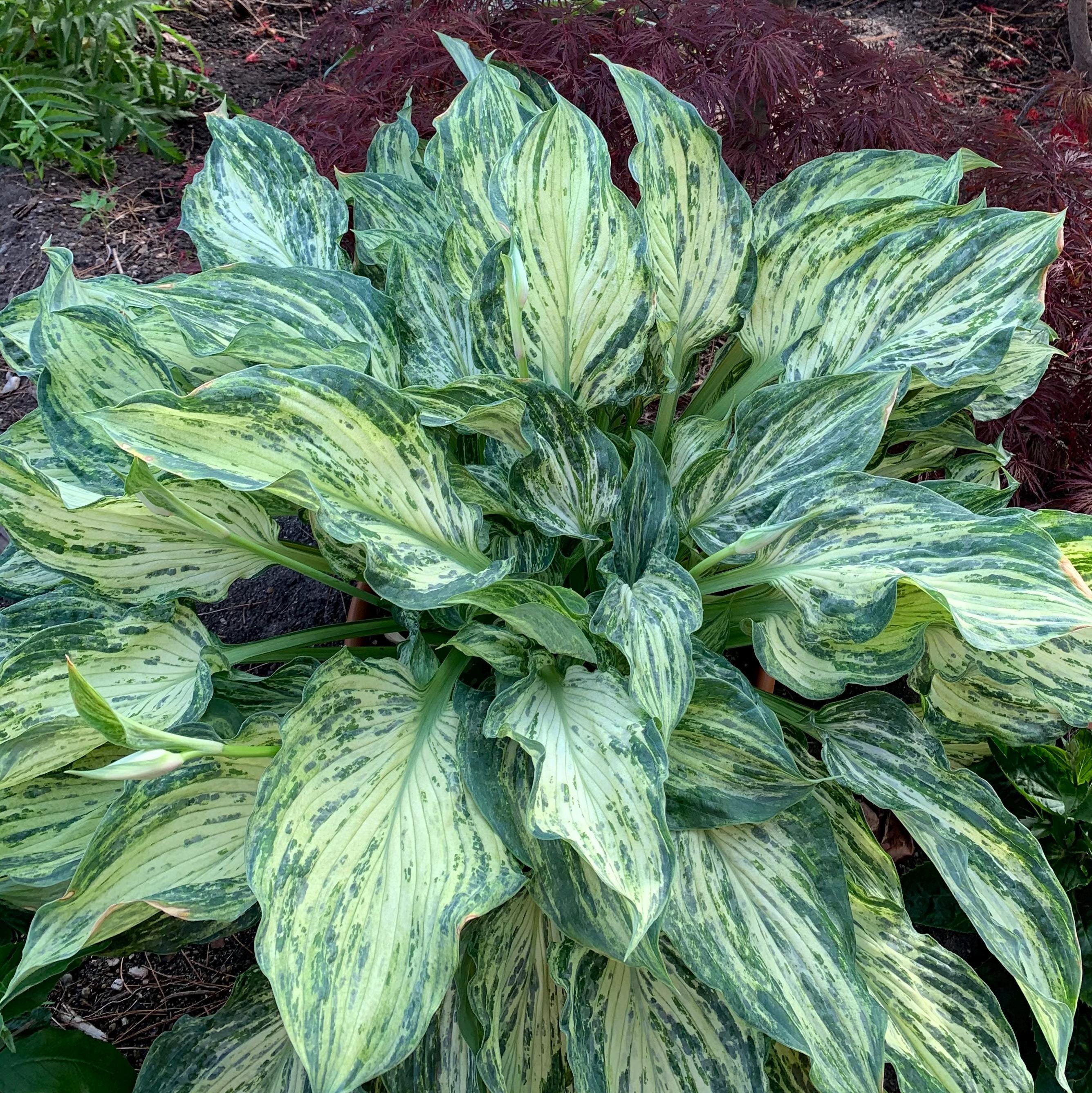 hosta EMPEROR'S NEW CLOTHES medium rare streaked limited = 1 Potted Garden Plant
