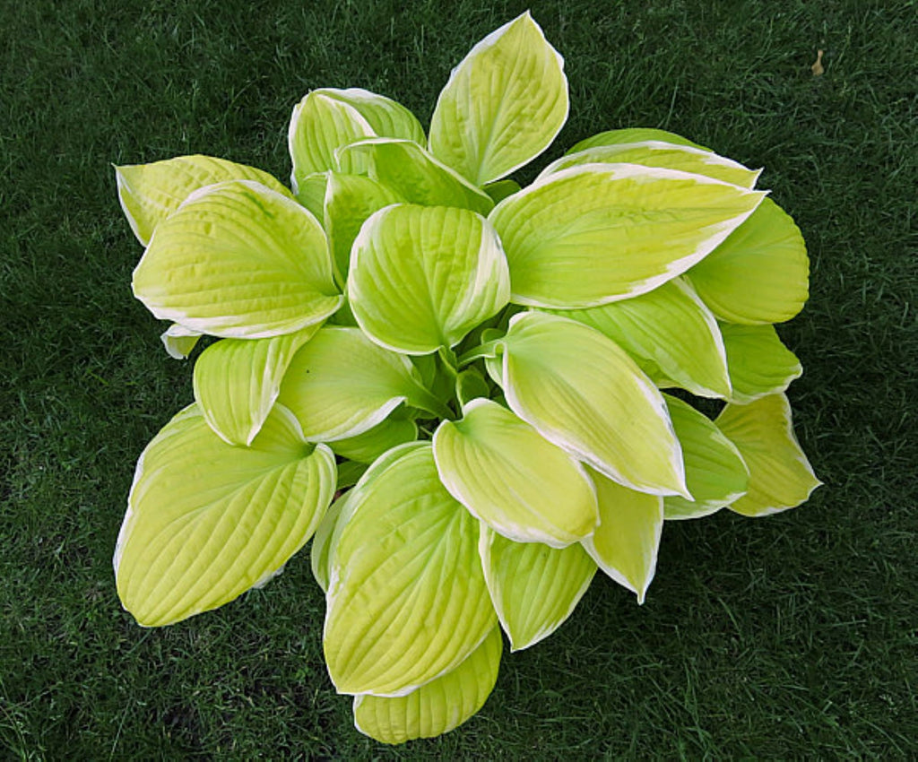 hosta ST ELMO'S FIRE medium yellow white wavy cupped color changer perennial = 1 Potted Garden Plant