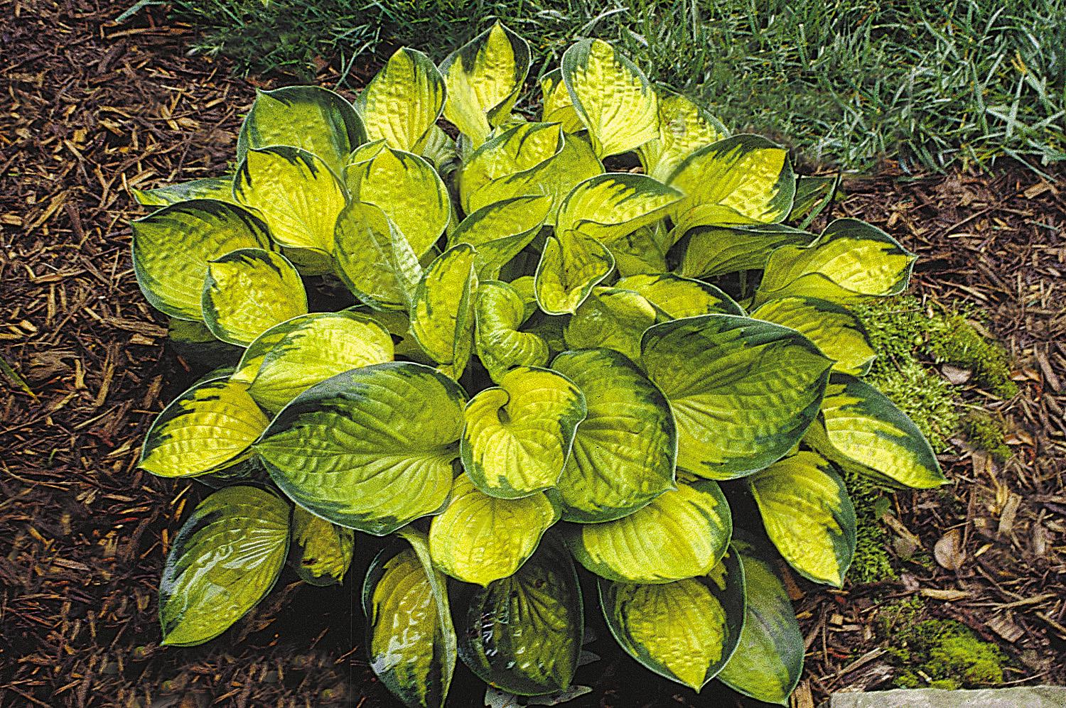 hosta RAINFOREST SUNRISE small hostas of the year thick easy gold sale shade perennial = 1 Potted Garden Plant