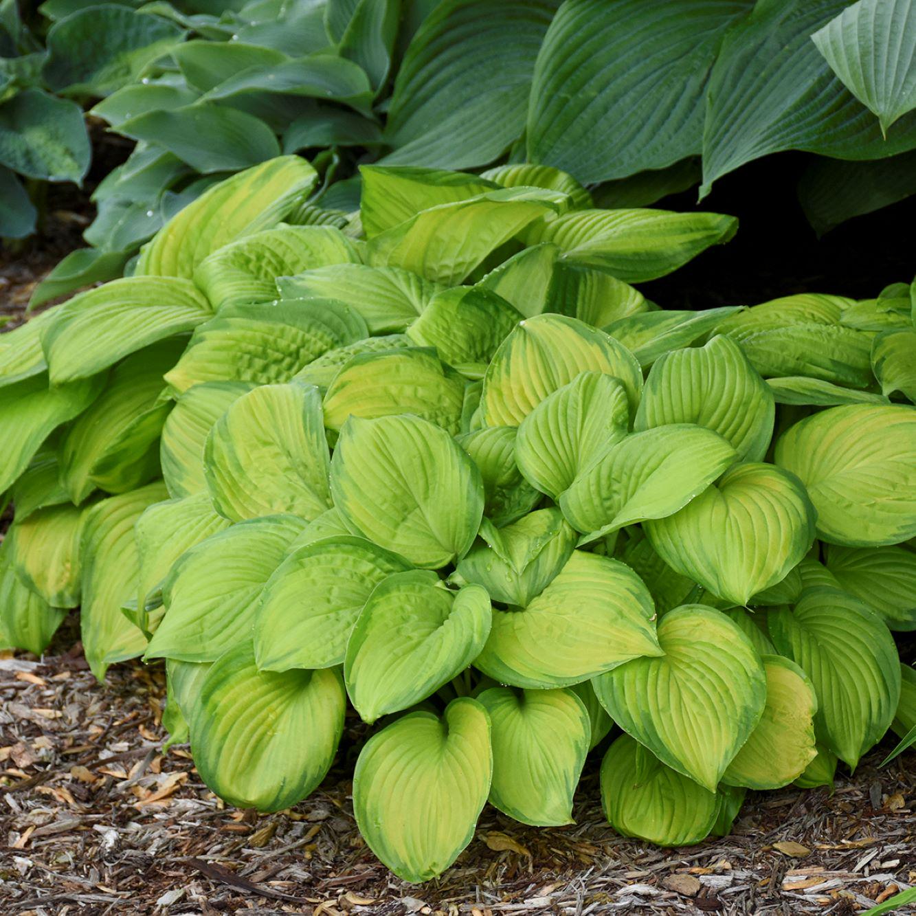 hosta STAINED GLASS medium fragrant flowers sun tolerant award winning perennial = 1 Potted Garden Plant