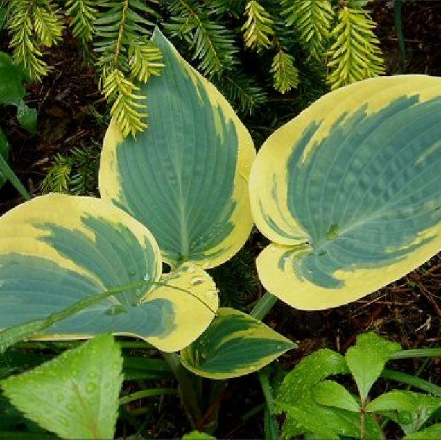 hosta FIRST FROST medium blue slug resistant easy sale shade perennial = 1 Potted Garden Plant
