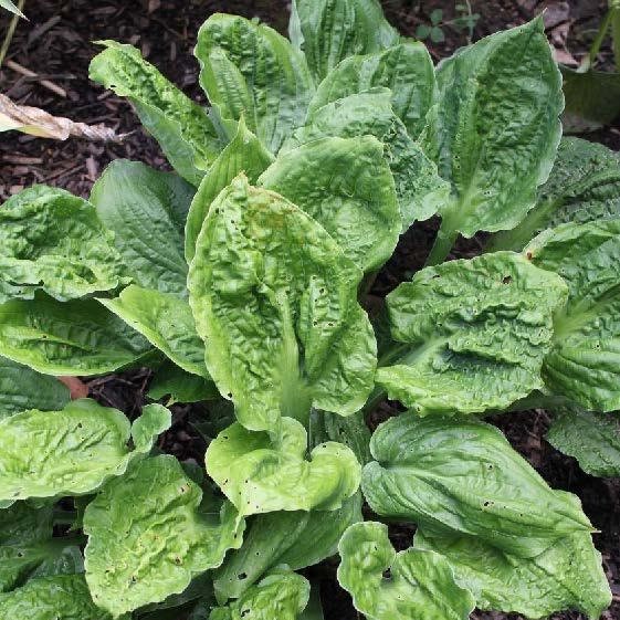 hosta ROAD RAGE medium unusual new rare perennial = 1 Potted Garden Plant