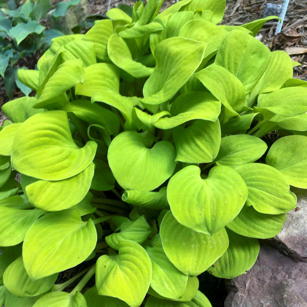 hosta SUN MOUSE mini thick slug resistant tiny cute yellow perennial = 1 Potted Garden Plant
