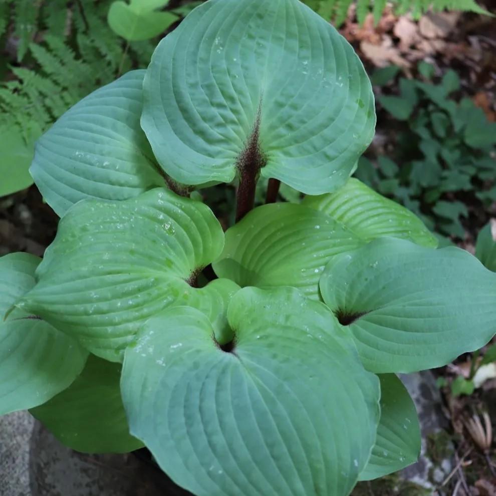 hosta CALM BEFORE the STORM *CUT BACK* medium yellow blue green rare colorful perennial = 1 Potted Garden Plant