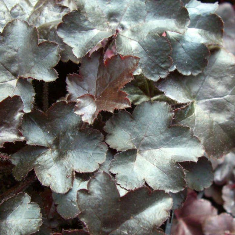 heuchera BLACKOUT new coral bells alumroot hardy perennial = 1 Potted Garden Plant