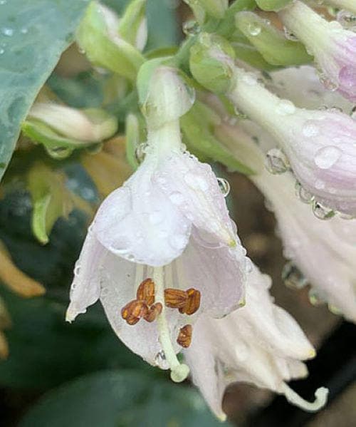 hosta SILVER BULLET small new blue hostas thick rubbery slug resistant rare perennial = 1 Potted Garden Plant