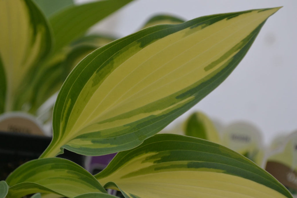 hosta MOONSTRUCK small rare narrow colorful disease-free 2.5" pot = 1 Live Potted Plant