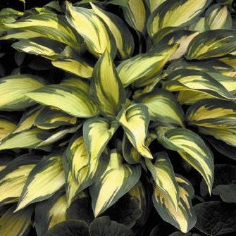 hosta MOONSTRUCK small rare narrow colorful disease-free 2.5" pot = 1 Live Potted Plant