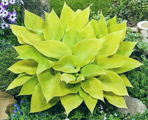 hosta SUNNY HALCYON small yellow thick rare new shade perennial = 1 Potted Garden Plant