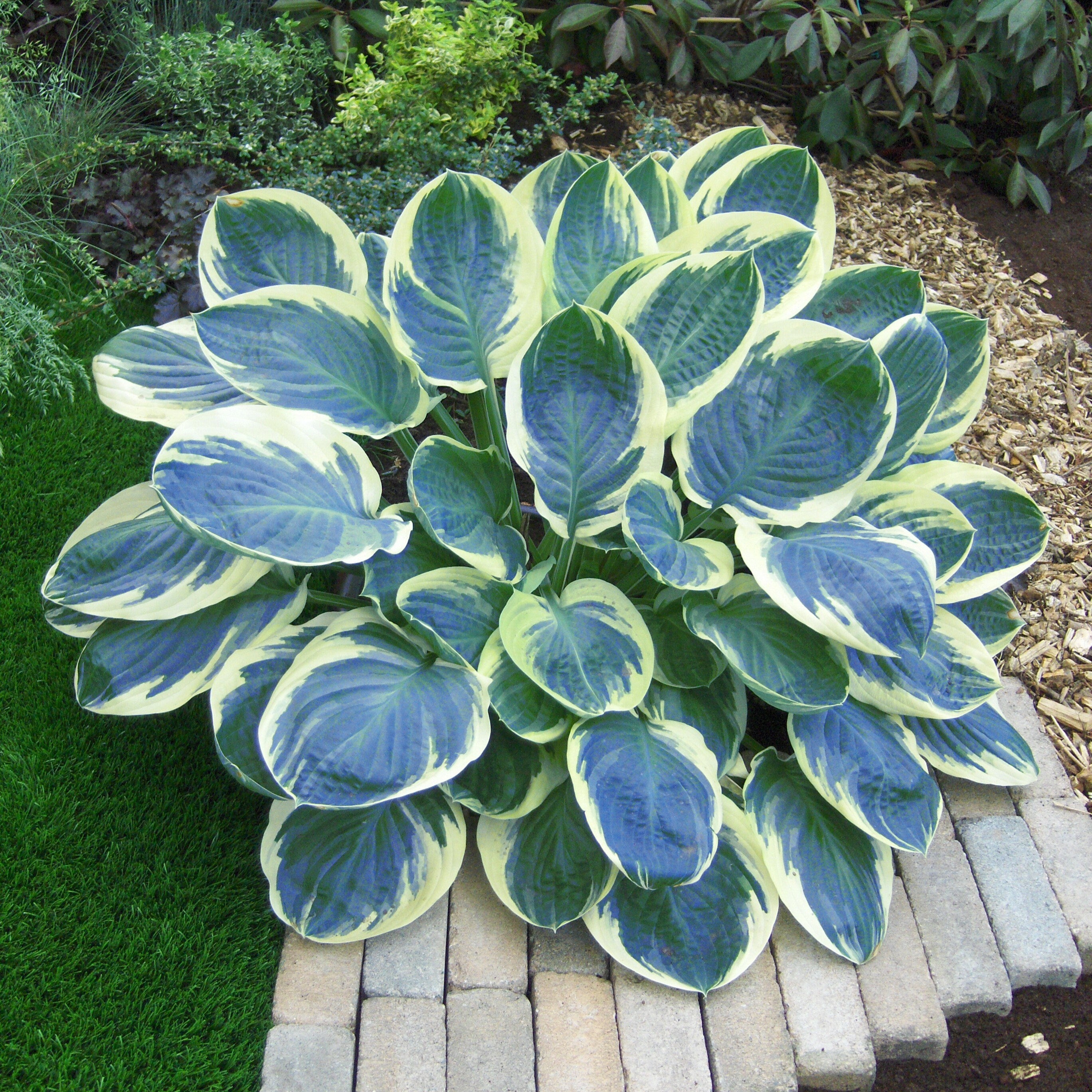 hosta ORION'S BELT large thick blue cupped shiny rounded perennial = 1 Potted Garden Plant