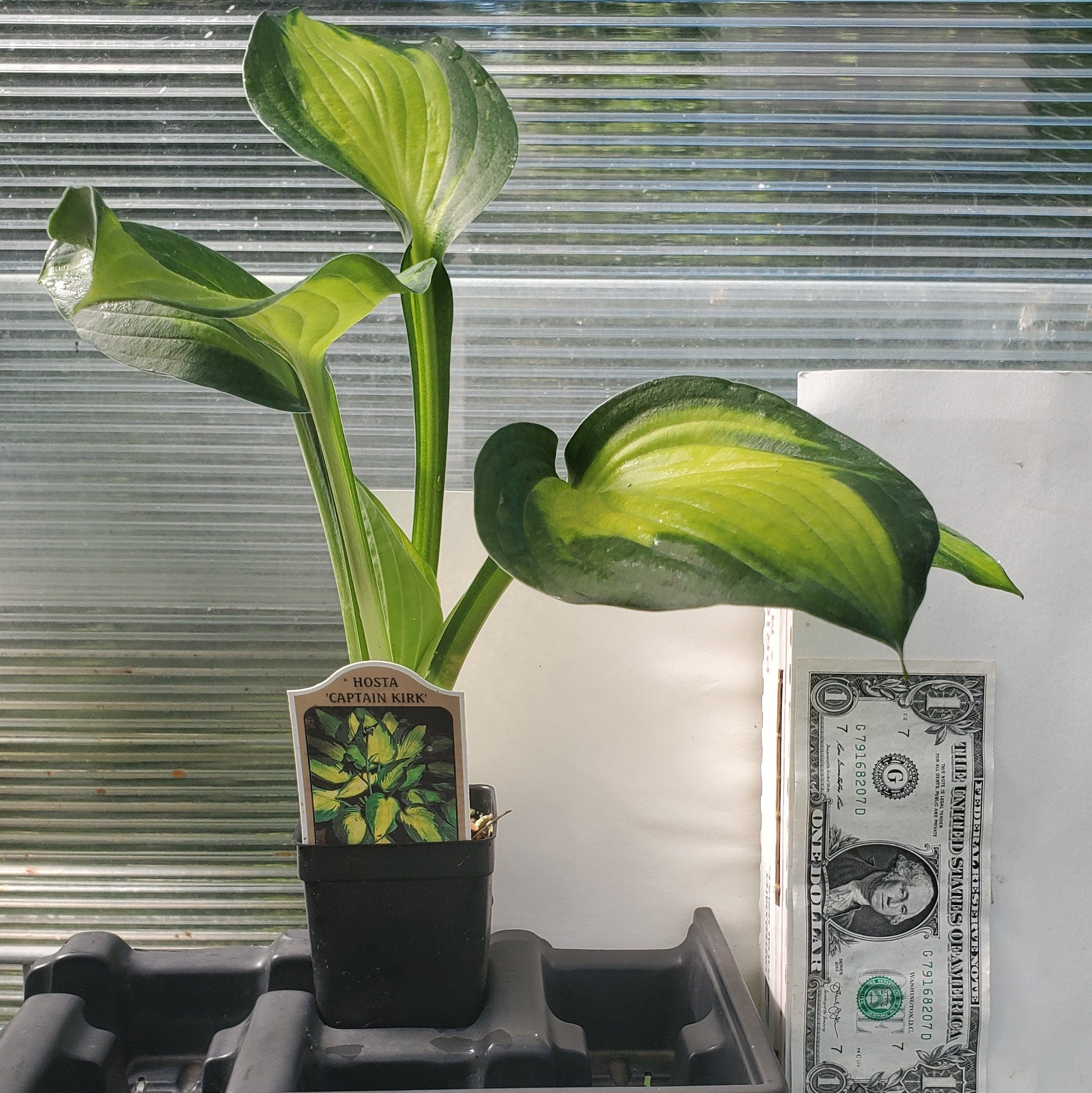 hosta CAPTAIN KIRK medium gold thick yellow award winner tetraploid color changer perennial = 1 Potted Garden Plant