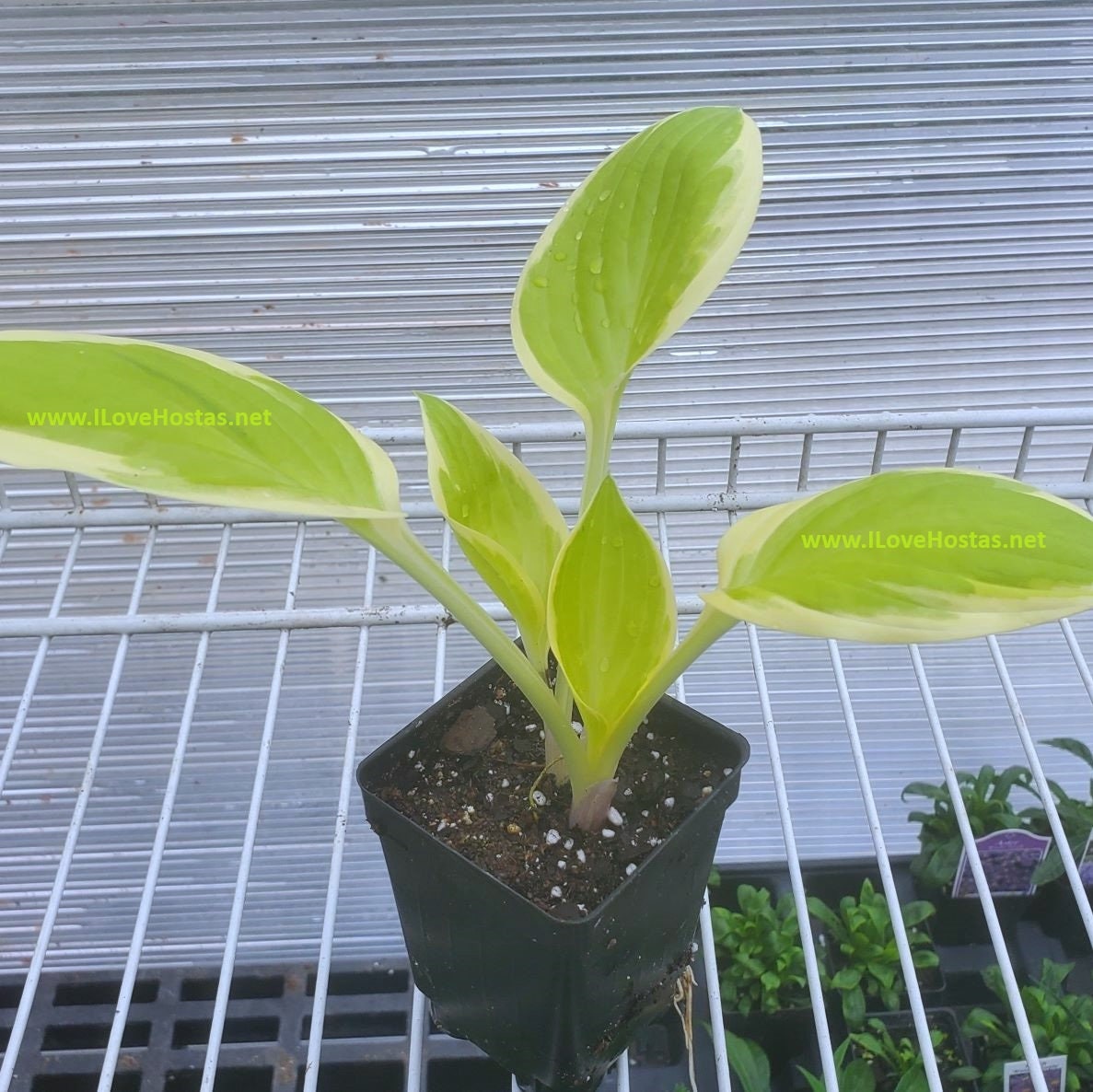 hosta ST ELMO'S FIRE medium yellow white wavy cupped color changer perennial = 1 Potted Garden Plant