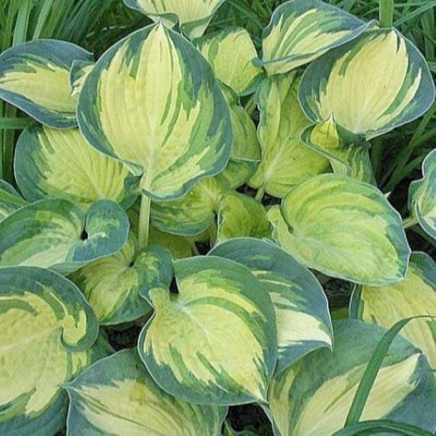 hosta BEACH BOY medium thick round corrugated hostas disease-free = 1 Potted Garden Plant