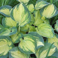 hosta BEACH BOY medium thick round corrugated hostas disease-free = 1 Potted Garden Plant