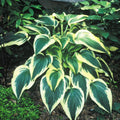 hosta FANTABULOUS large dark rare perennial = 1 Potted Garden Plant