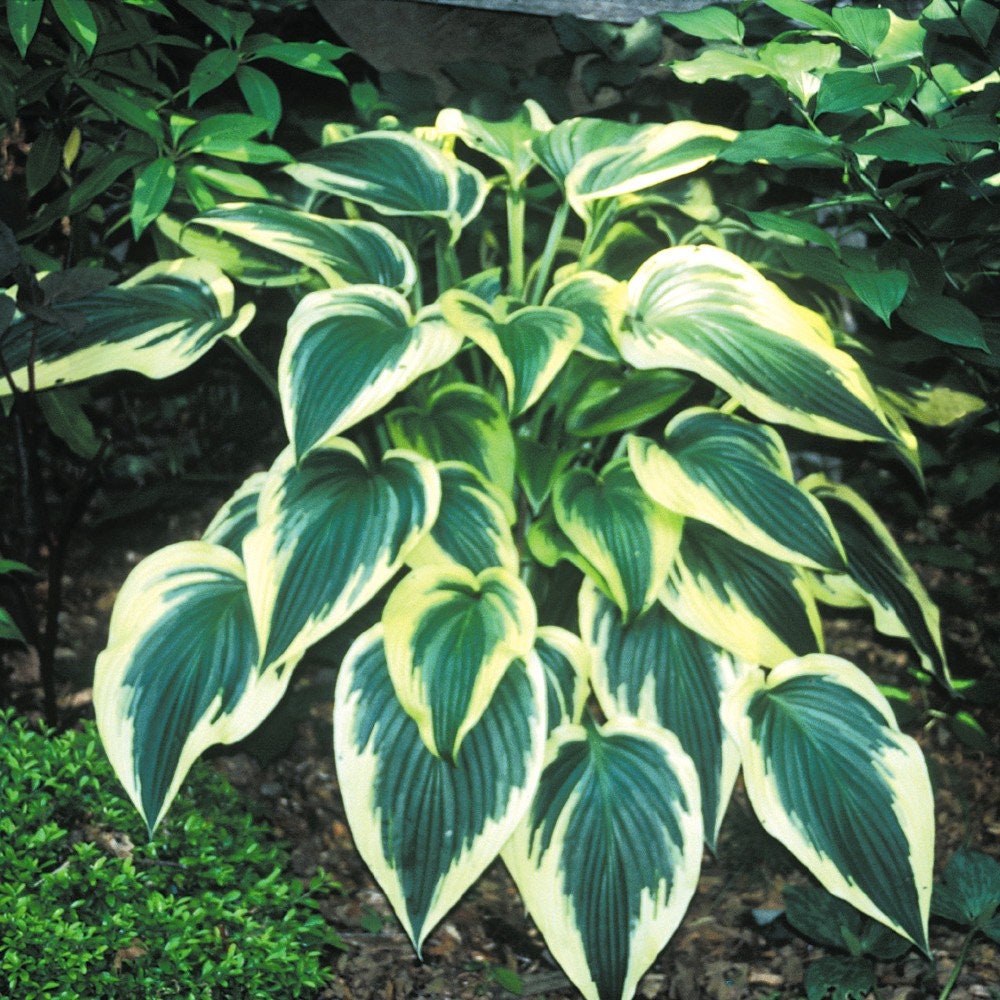 hosta FANTABULOUS large dark rare perennial = 1 Potted Garden Plant