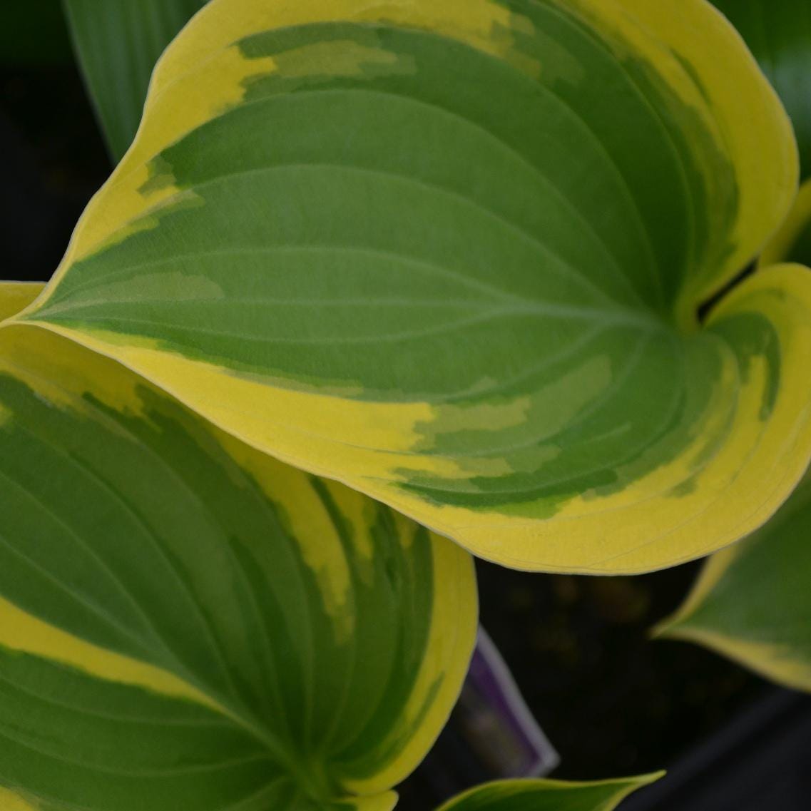 hosta LIBERTY large thick popular famous Hosta of the Year 2012 roots perennial = 1 Potted Garden Plant