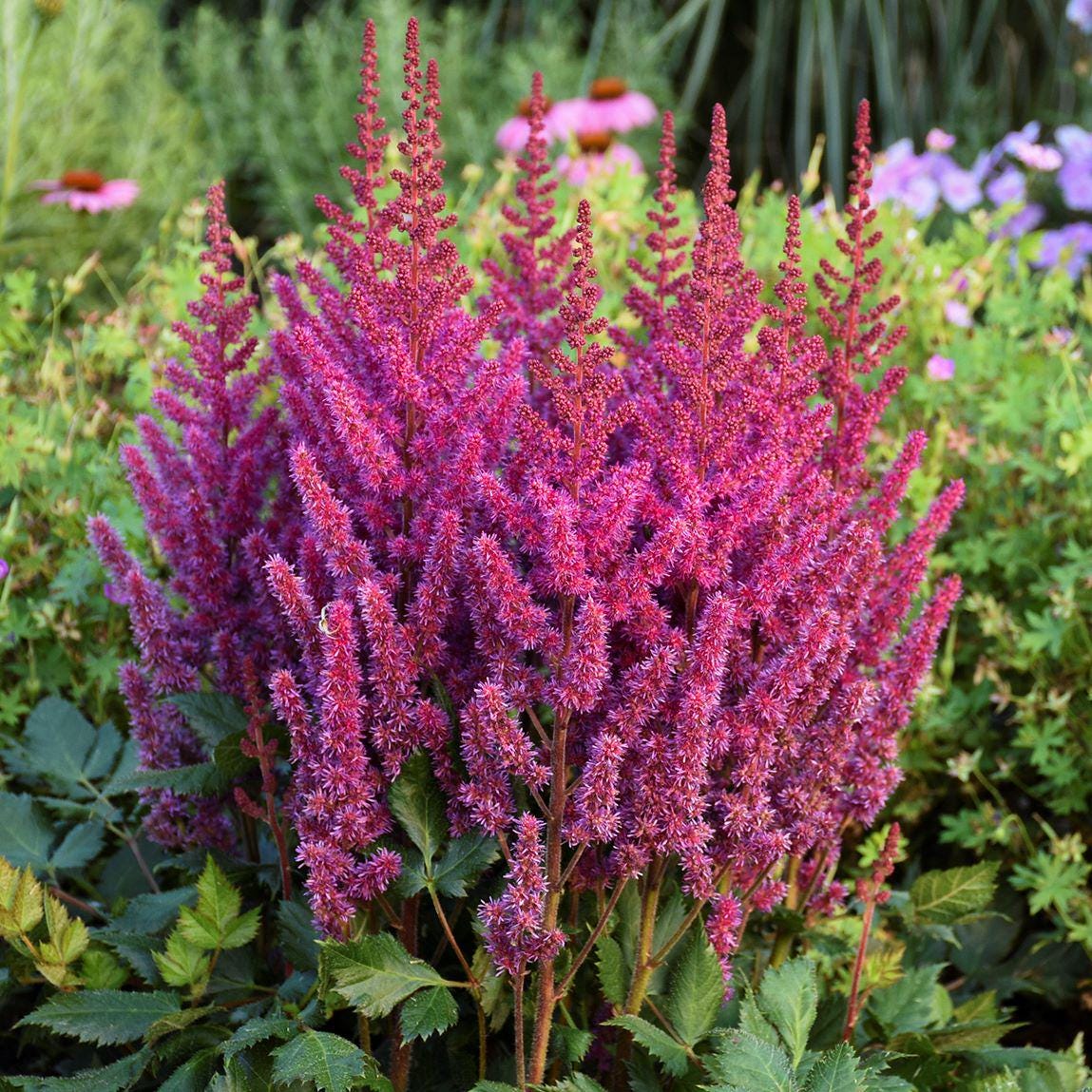 Astilbe VISIONS sun flower pink-red purple hardy perennial comes back every year = 1 Potted Garden Plant
