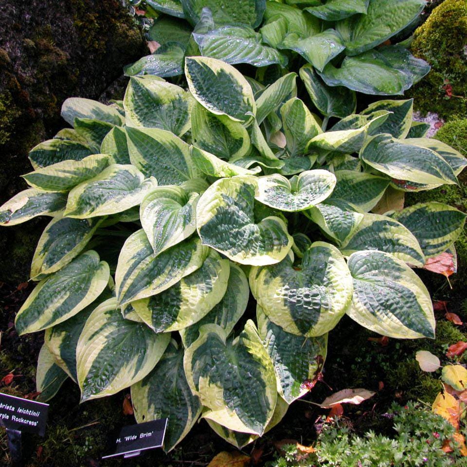 hosta WIDEBRIM medium classic sun tolerant heart shaped foliage disease-free = 1 Potted Garden Plant