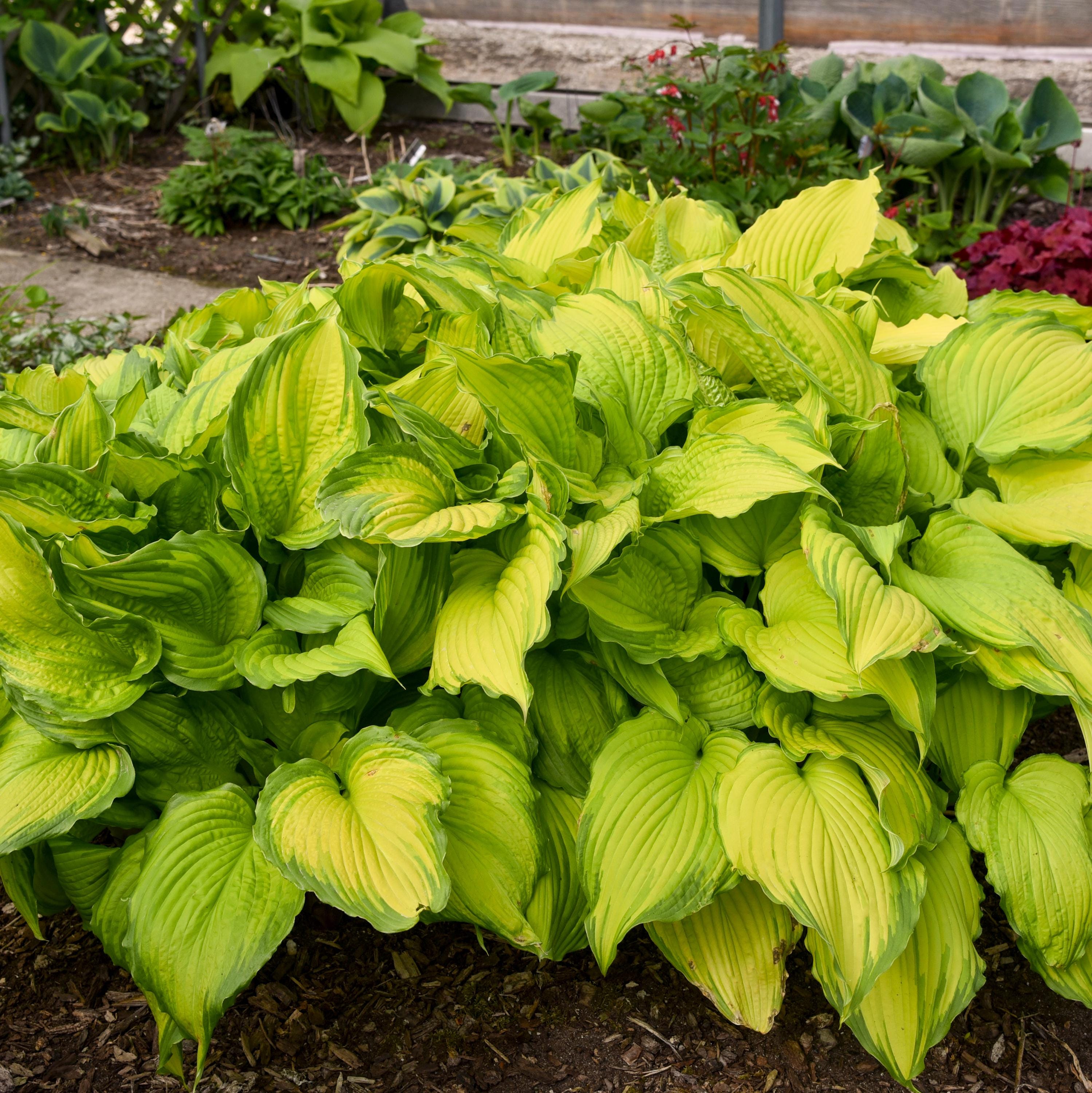 hosta FIRST DANCE large colorful hostas wavy pointed arching growing perennial = 1 Potted Garden Plant