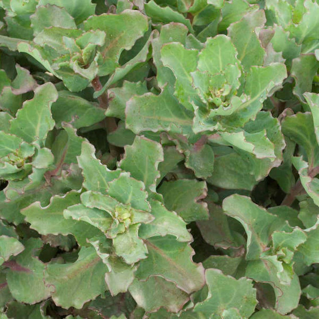 sedum CRAZY RUFFLES upright stonecrop succulent wavy thick hardy perennial = 1 Potted Garden Plant
