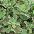 sedum CRAZY RUFFLES upright stonecrop succulent wavy thick hardy perennial = 1 Potted Garden Plant