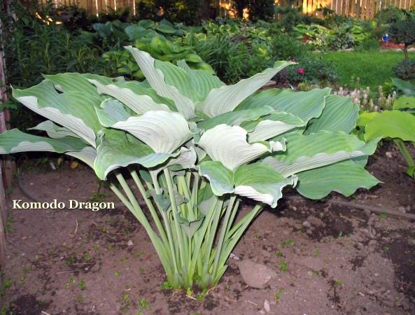hosta KOMODO DRAGON large thick giant huge wavy rippled green upright perennial = 1 Potted Garden Plant