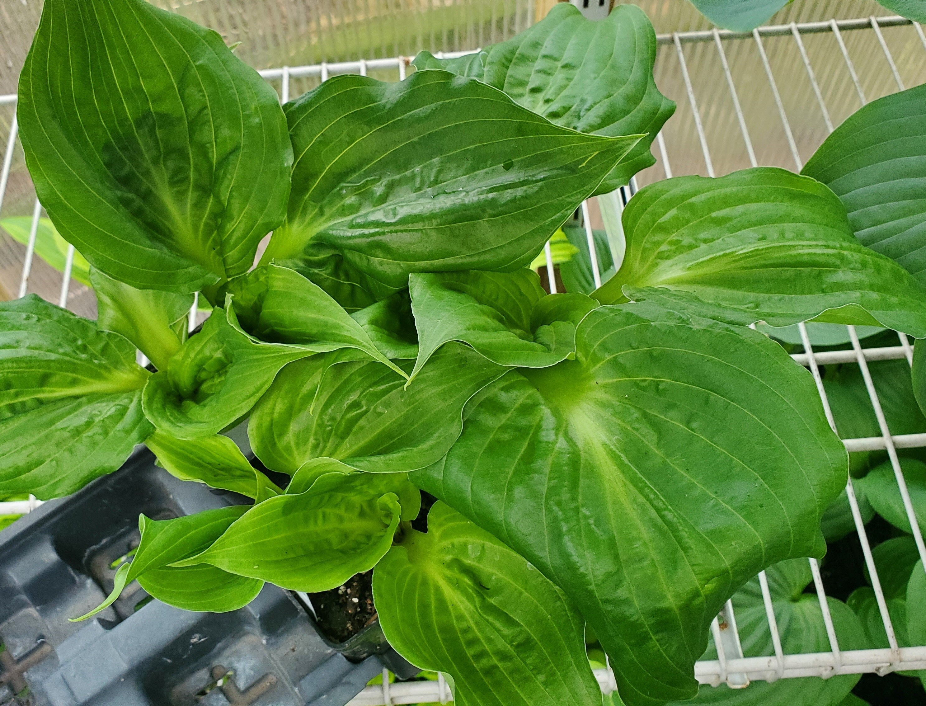 hosta ROAD RAGE medium unusual new rare perennial = 1 Potted Garden Plant