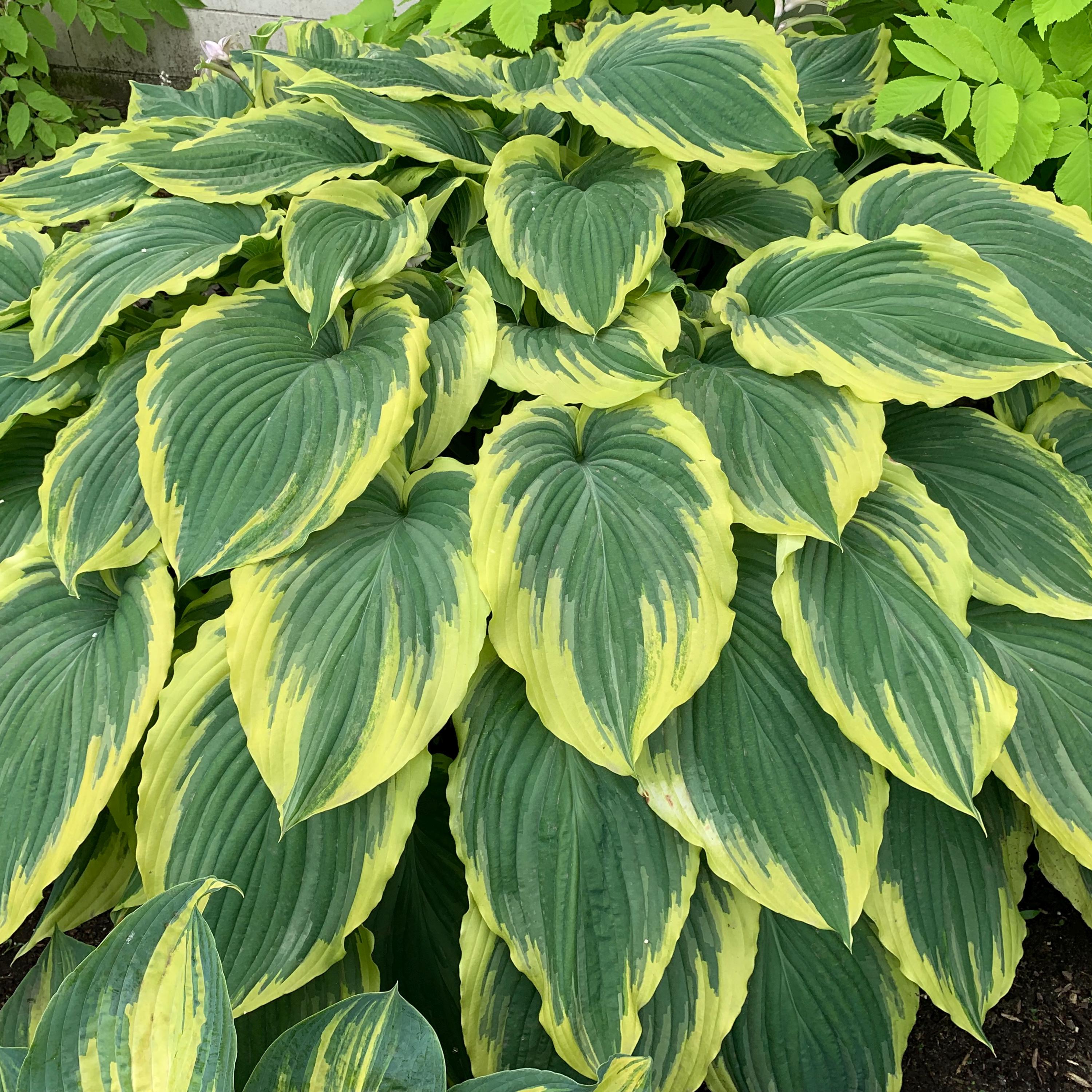 hosta DROP-DEAD GORGEOUS large wavy majestic gold yellow flowers new rippled perennial = 1 Potted Garden Plant