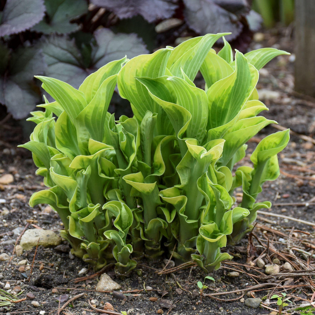 hosta WHEEE! small colorful thick wavy frilly cupped slug resistant perennial = 1 Live Potted Plant
