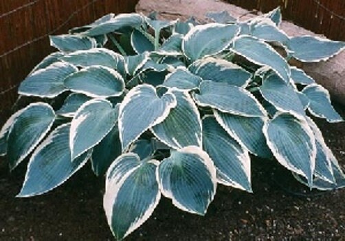 hosta EL NINO small new blue thick slug resistant white rare perennial = 1 Potted Garden Plant