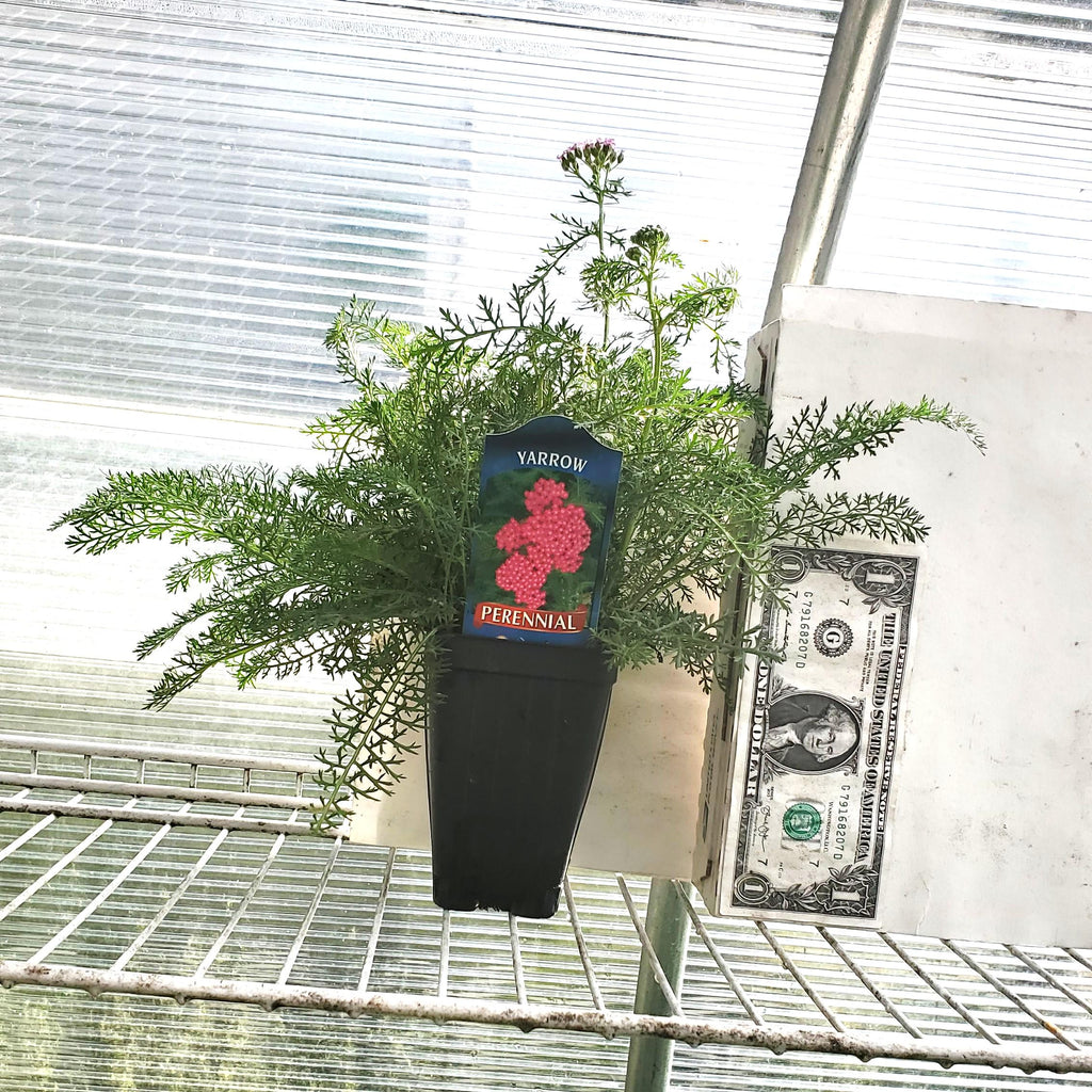 achillea OERTEL'S ROSE yarrow fast old fashioned cottage hot pink flowers hardy perennial = 1 Potted Garden Plant