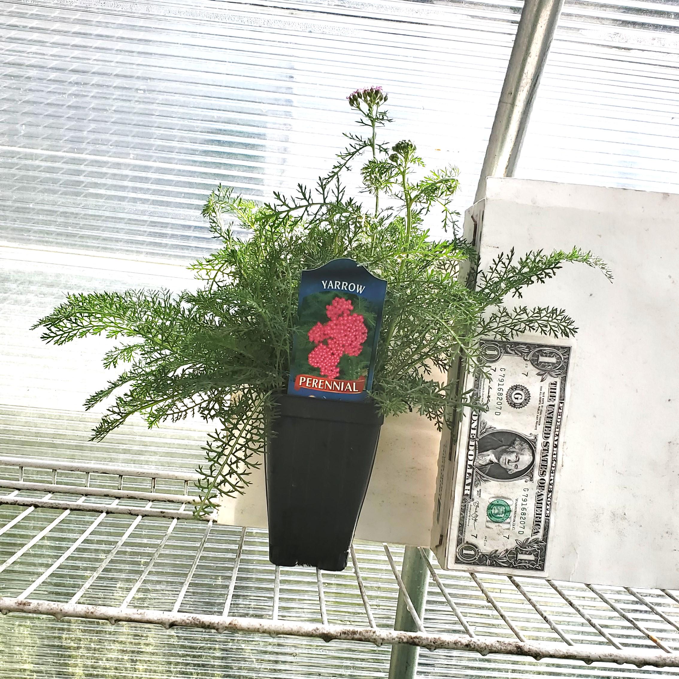 achillea OERTEL'S ROSE yarrow fast old fashioned cottage hot pink flowers hardy perennial = 1 Potted Garden Plant