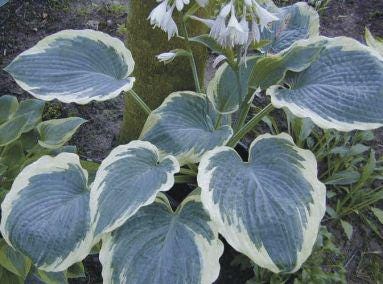 hosta AMERICAN HALO large blue classic intense wavy thick corrugated perennial = 1 Potted Garden Plant